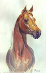 images/album2/Arabian horse.jpg